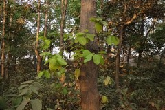 Shorea robusta